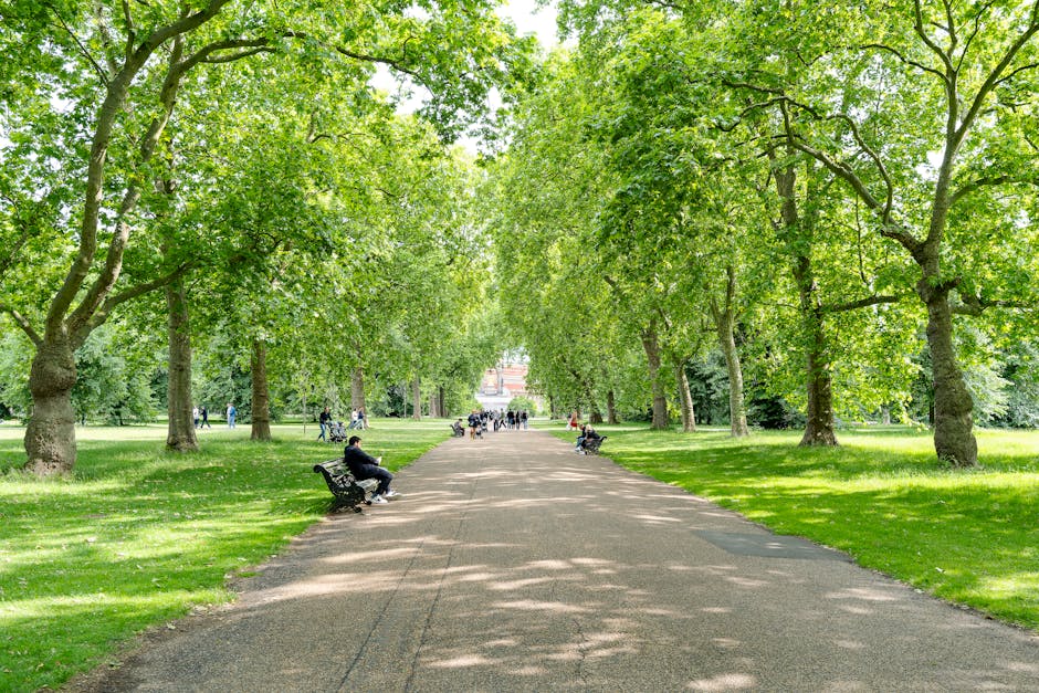 A wide, straight pathway in a green park with evenly spaced mature trees on both sides, their branches forming a canopy overhead. The pathway is occupied by several individuals sitting on black park benches, some appear to be resting, while others are engaged in conversations or using mobile devices. In the distance, groups of people can be seen walking, cycling, and standing, indicating a lively public space. The grass on either side of the pathway is neatly maintained, and dappled sunlight filters through the leaves, creating patterns of light and shadow on the ground. This outdoor scene is part of a city park or garden, ideal for leisure and relaxation during a home relocation process with moving services like those offered by Man and a Van West Kensington, who specialise in removals and furniture transport within West Kensington and surrounding areas.